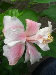 Hibiscus White Kalakaua